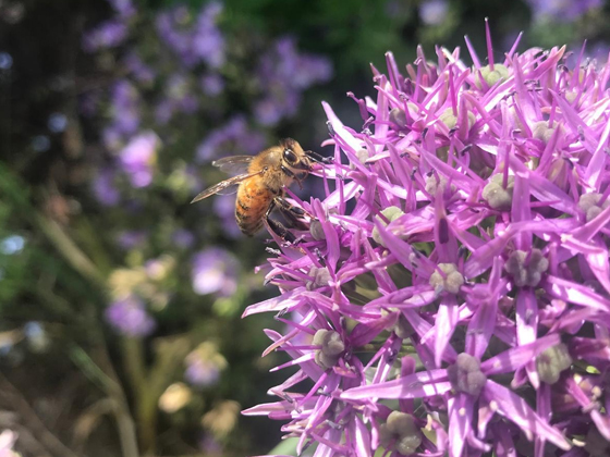 Bee hovering beside a flower