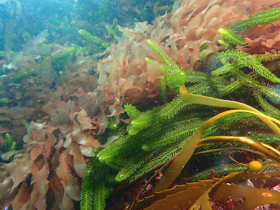Seaweed in crystal clear water