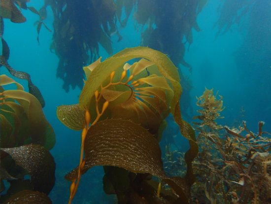 Harvesting seaweed on the Devon coast